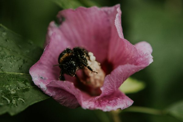 Quelle est l'importance des insectes pollinisateurs pour les écosystèmes agricoles ?
